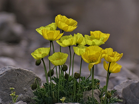 SENTIERO DEI FIORI ‘Claudio Brissoni’ ad anello da Capanna 2000 il 20 luglio 2022 - FOTOGALLERY